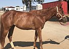 Lucy - Mare in Brentwood, CA Lucy - Mare in Brentwood, CA