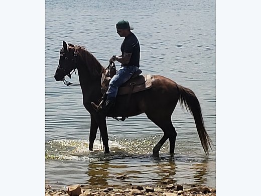 Arabian Gelding