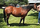 - Mare in Bayfield, CO - Mare in Bayfield, CO