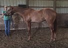 Appendix - Horse for Sale in Marion, IN 46952