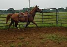Big Red - Stallion in Hackleburg, AL Big Red - Stallion in Hackleburg, AL