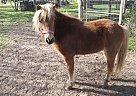 Call Me Dolly - Mare in Weimer, TX Call Me Dolly - Mare in Weimer, TX
