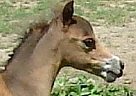 Champion B L ~ Christmas Gift Miniature Horse
