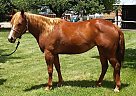- Mare in Bayfield, CO - Mare in Bayfield, CO