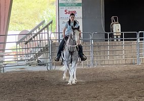 Tennessee Walking (Tennessee Walking, Mare) in Lyles, TN