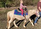Pony of the Americas - Horse for Sale in Nacogdoches, TX 75964 Pony of the Americas - Horse for Sale in Nacogdoches, TX 75964