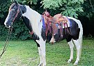 Spotted Saddle - Horse for Sale in Brooksville, KY 41004 Spotted Saddle - Horse for Sale in Brooksville, KY 41004