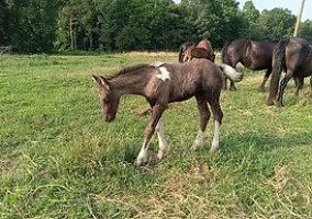Gypsy Vanner (Gypsy Vanner, Stallion) in Sparta, TN