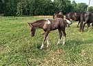 Gypsy Vanner - Horse for Sale in Sparta, TN 38583