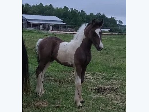 Gypsian Tobiano Filly Stunning