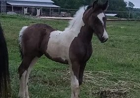 Friesian (Friesian, Mare) in Sparta, TN
