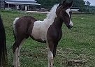 Friesian - Horse for Sale in Sparta, TN 38583
