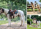 Gypsy Vanner - Horse for Sale in Highland, MI 48356 Gypsy Vanner - Horse for Sale in Highland, MI 48356