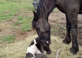 Gypsy Vanner (Gypsy Vanner, Stallion) in Sparta, TN