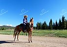 Merlot - Mare in Fort Collins, CO Merlot - Mare in Fort Collins, CO