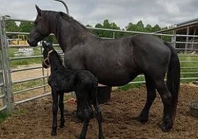 Friesian (Friesian, Stallion) in Sparta, TN