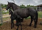 Friesian - Horse for Sale in Sparta, TN 38583