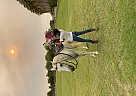 Phoenix - Gelding in Surprise, AZ Phoenix - Gelding in Surprise, AZ