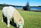 Miniature - Horse for Sale in Umatilla, FL 32784