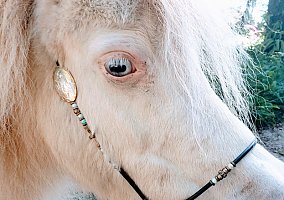 Miniature Horse (Miniature Horse, Mare) in Umatilla, FL