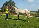 Hillbilly - Gelding in Dora, MO Hillbilly - Gelding in Dora, MO