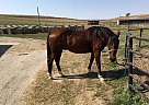 Mountain Pleasure - Horse for Sale in Omaha, NE 68154