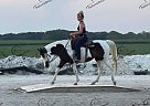 Sadie - Mare in New London, IA Sadie - Mare in New London, IA