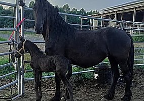 Friesian (Friesian, Stallion) in Sparta, TN