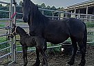 Friesian - Horse for Sale in Sparta, TN 38583