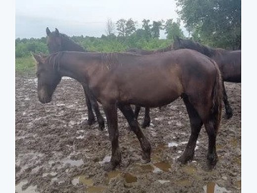 Pure Friesian Stallion