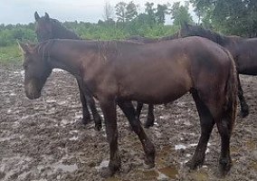 Friesian (Friesian, Stallion) in Sparta, TN