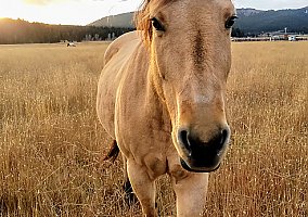 Quarter Horse (Quarter Horse, Mare) in West Yellowstone, MT