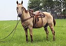Winston - Gelding in Gardners, PA Winston - Gelding in Gardners, PA