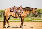 Rose - Mare in Des Moines, IA Rose - Mare in Des Moines, IA