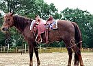 Dakota - Gelding in Leesville, LA Dakota - Gelding in Leesville, LA