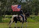 Cochise - Gelding in Fort Collins, CO Cochise - Gelding in Fort Collins, CO