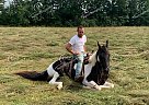 Prince - Gelding in Owingsville, KY Prince - Gelding in Owingsville, KY