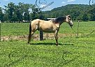 Chase - Gelding in Stanford, KY Chase - Gelding in Stanford, KY