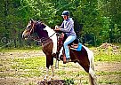 Gunner - Gelding in Rock Hill, SC Gunner - Gelding in Rock Hill, SC