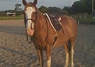 Trinity - Gelding in Greenville, NC Trinity - Gelding in Greenville, NC