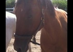Quarter Horse (Quarter Horse, Gelding) in North Attleboro, MA