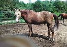 Trail Horse Tennessee Walking Gelding