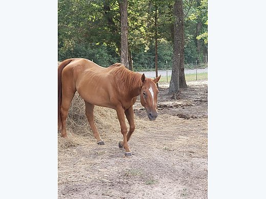 12 Year old Gelding