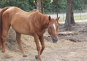 Quarter Horse (Quarter Horse, Gelding) in Midway, TX
