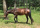 skip - Gelding in Hegins, PA skip - Gelding in Hegins, PA