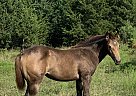 Susie's filly - Mare in Richmond, KS Susie's filly - Mare in Richmond, KS