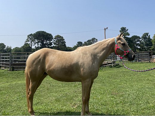 Beautiful Sweet Palomino QH Mare