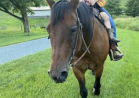 Quarter Horse (Quarter Horse, Gelding) in La Crescent, MN