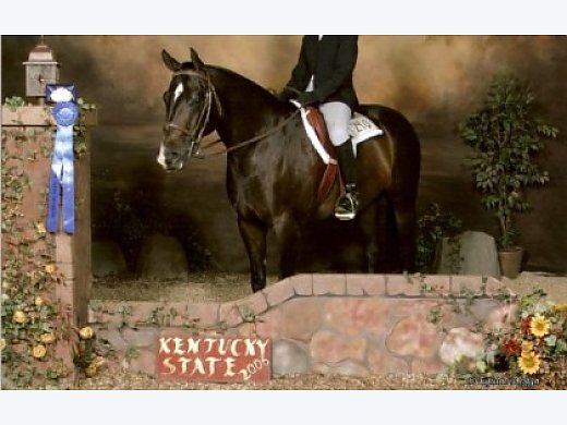 Bombproof, Kid Friendly, Retired 4-H State Champion
