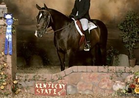 Bombproof (Quarter Horse, Gelding) in Williamstown, KY